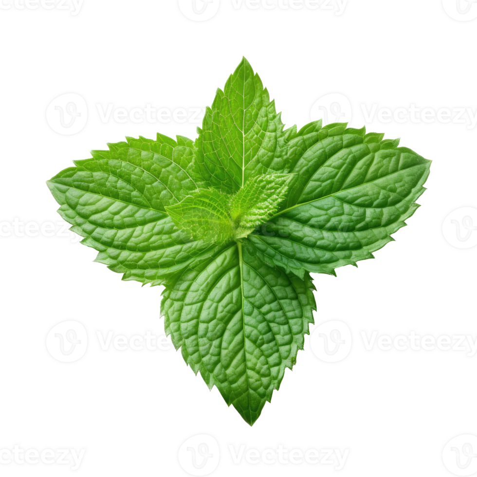 Mint leaf isolated on white. Illustration AI Generative 25076432 PNG