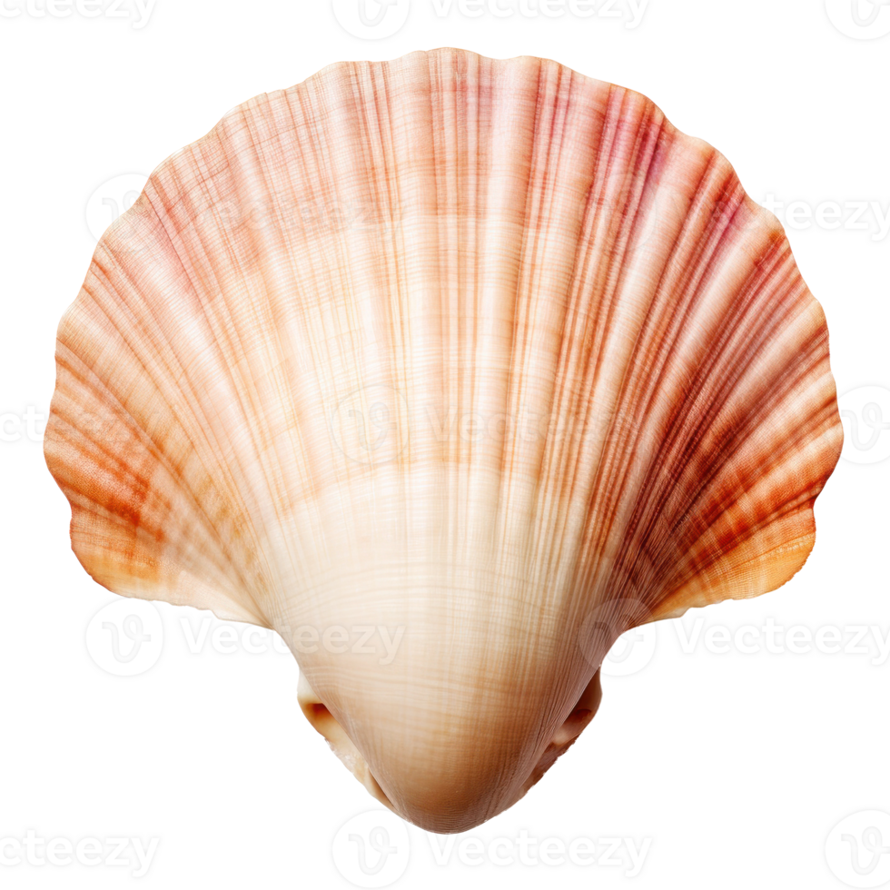 Small sea shell isolated. Illustration png