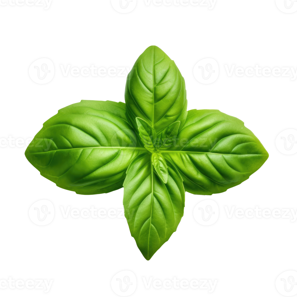 Green single basil leaf isolated. Illustration png