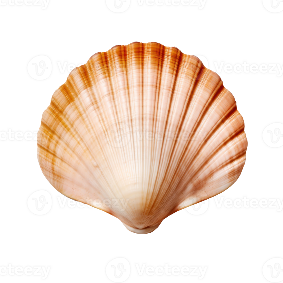 Small sea shell isolated. Illustration png