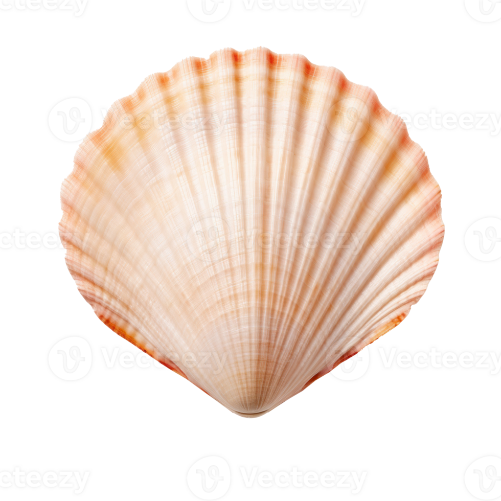 Small sea shell isolated. Illustration png