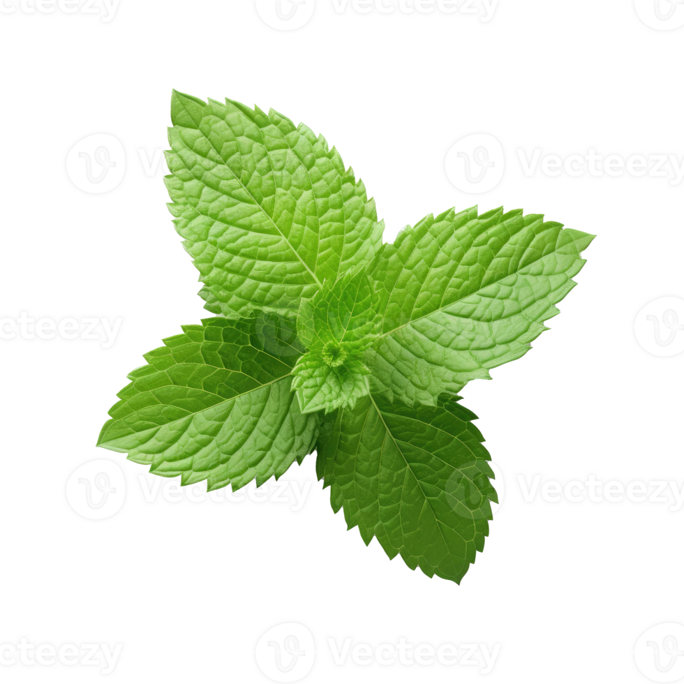 Mint leaf isolated on white. Illustration 25076461 PNG