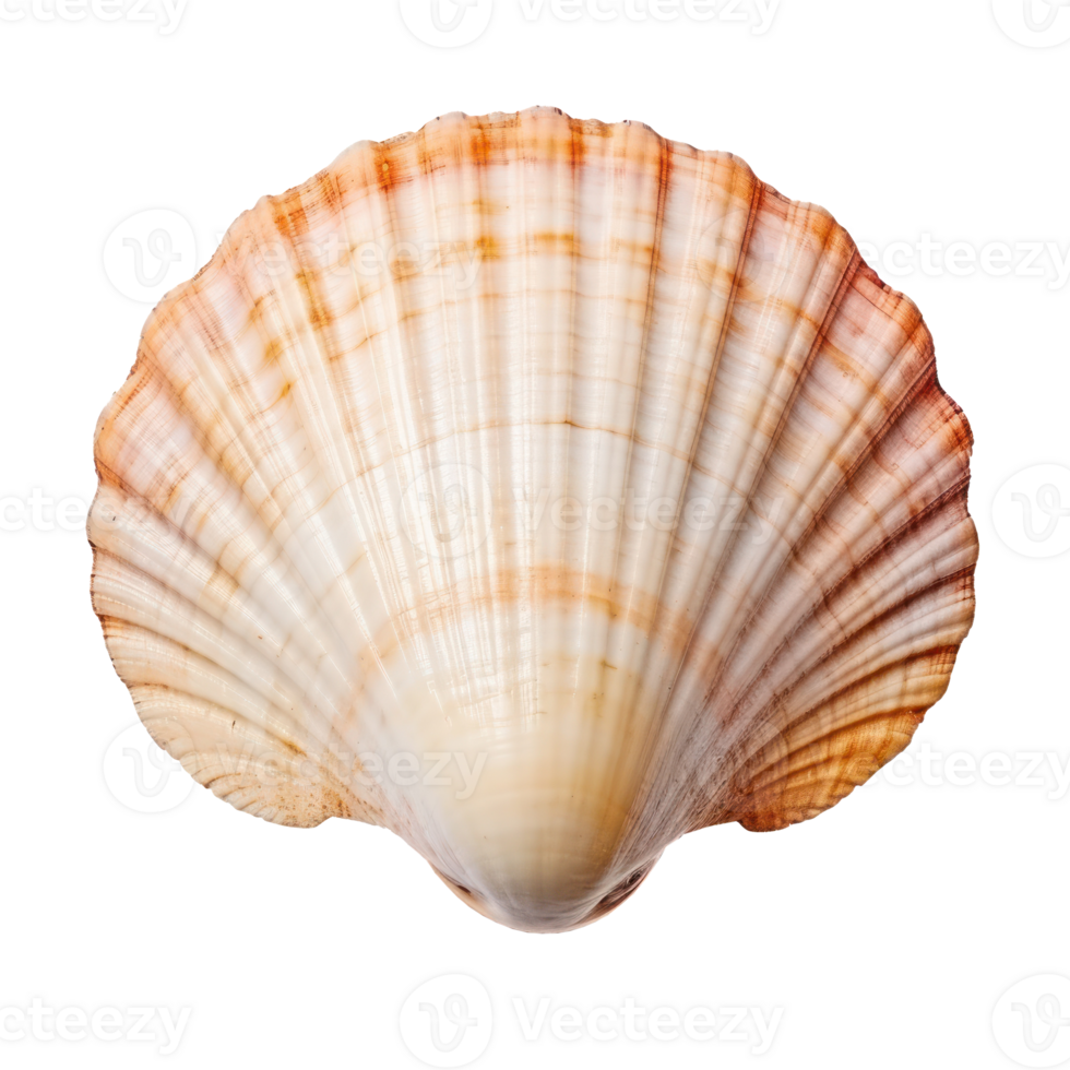 Small sea shell isolated. Illustration png
