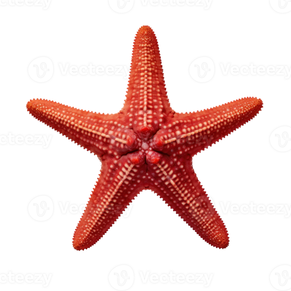 Small starfish isolated. Illustration AI Generative png