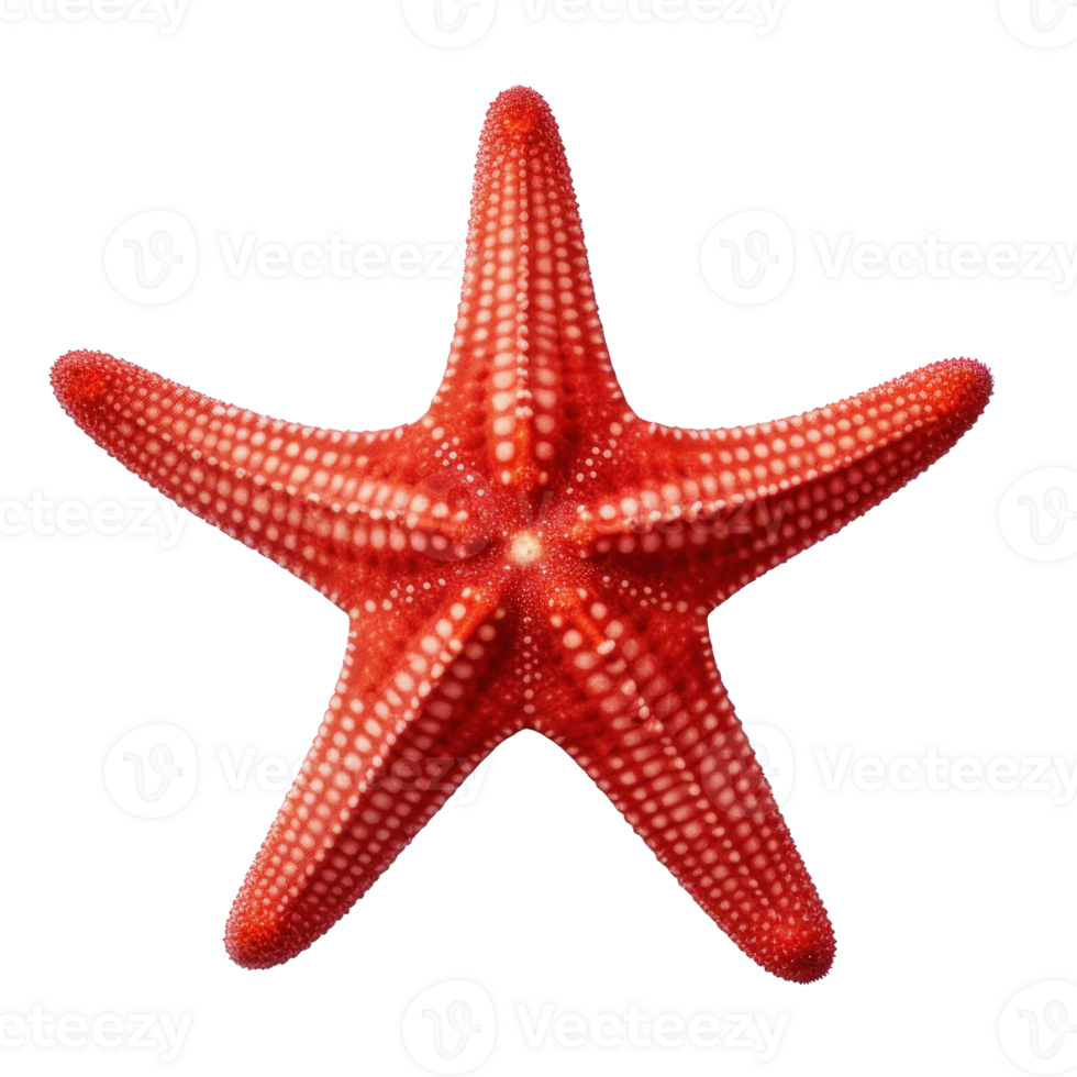 Small starfish isolated. Illustration png