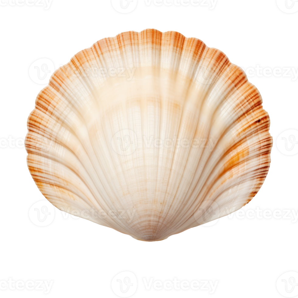 petit mer coquille isolé. illustration ai génératif png