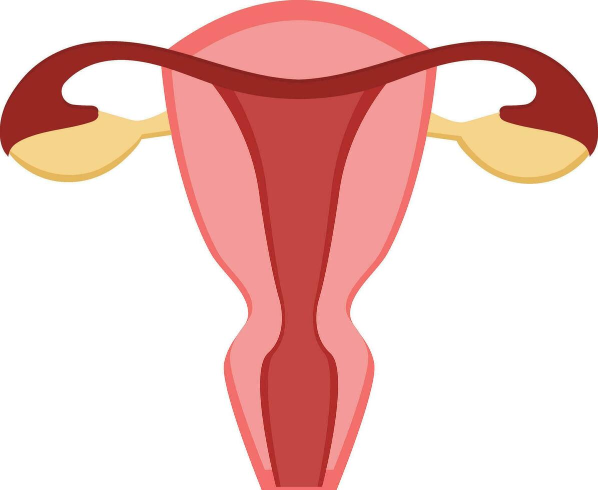 Isolated Female Reproductive System Icon In Flat Style. vector