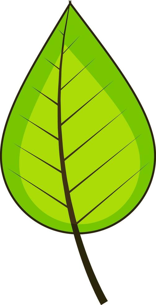 Illustration of green leaf. vector