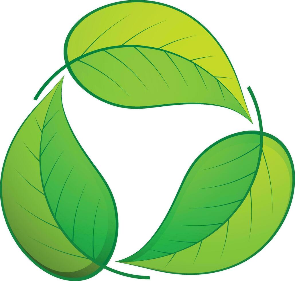 Shiny green leaves on white background. vector
