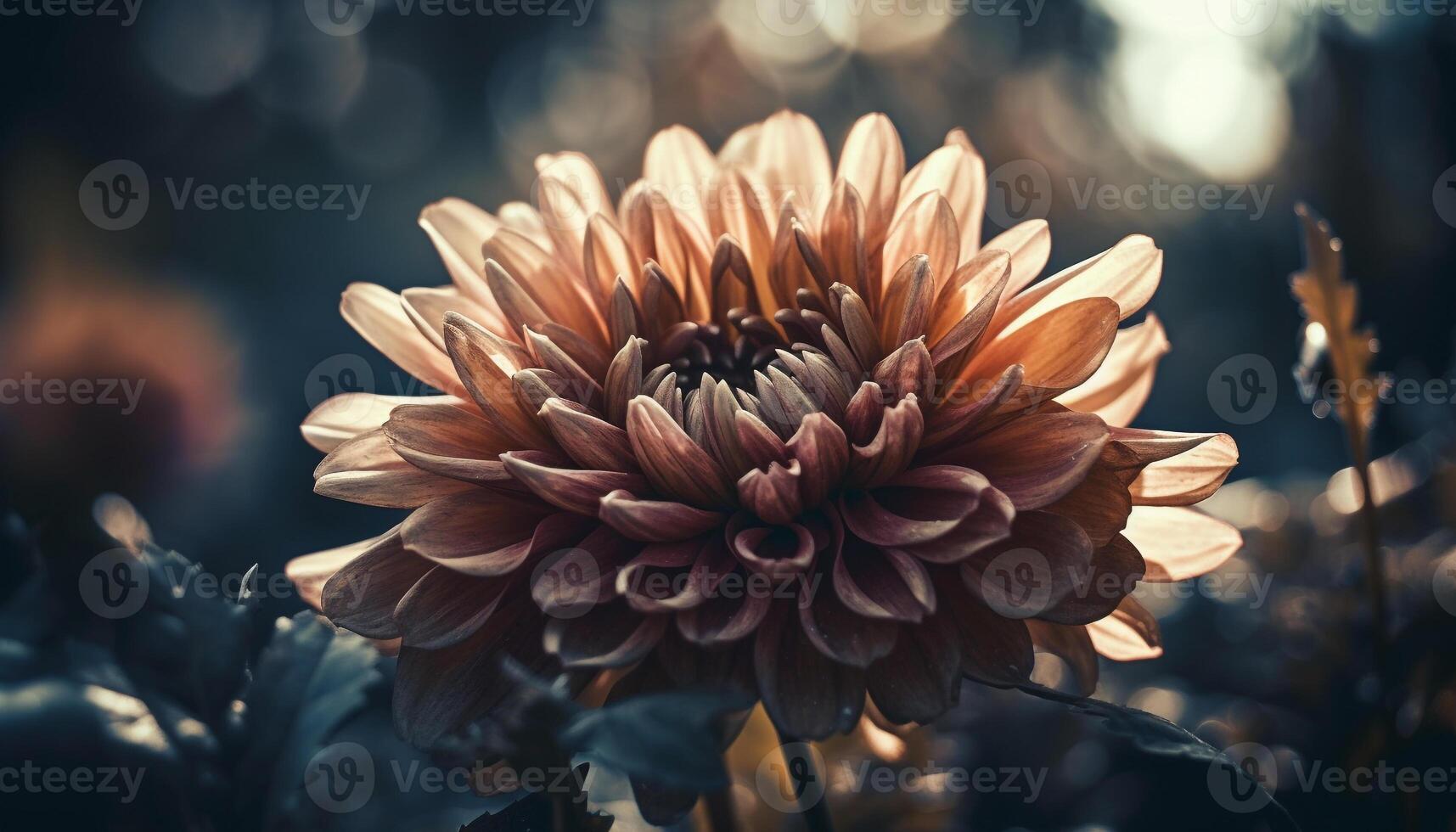 Vibrant dahlia blossom, a gift of natural beauty in summer generated by AI photo