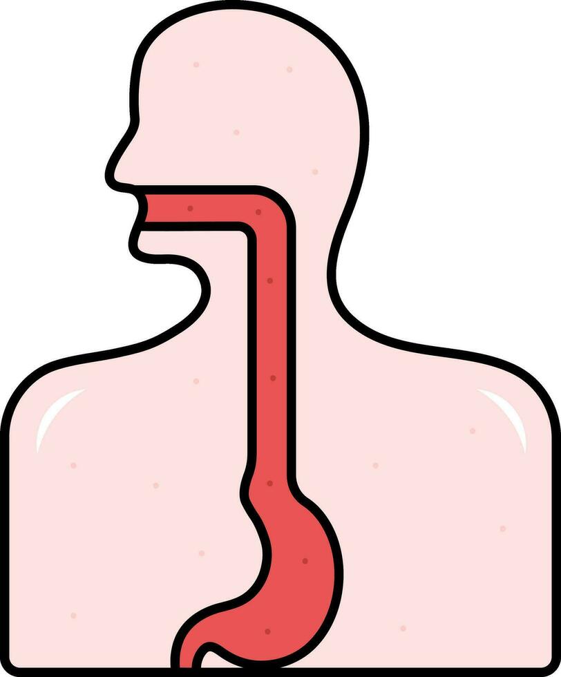 Red And Pink Illustration Of Esophagus Anatomy Flat Icon. vector