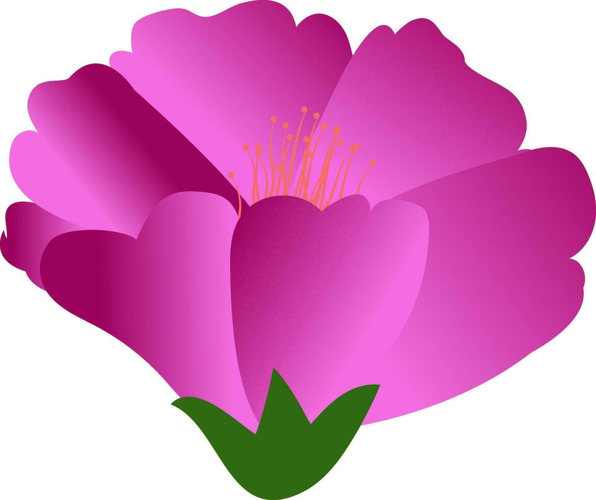 Pink hibiscus beautiful flower on white background. vector