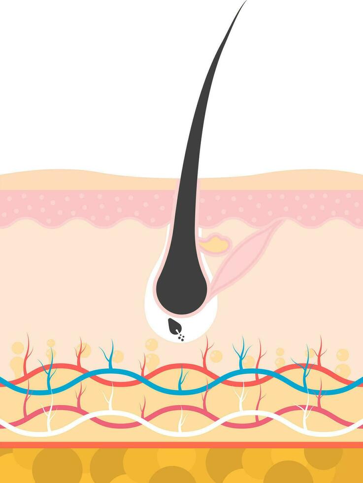 Return To Anagen Phase Of Hair Growth Or Loss Anatomy Flat Vector. vector