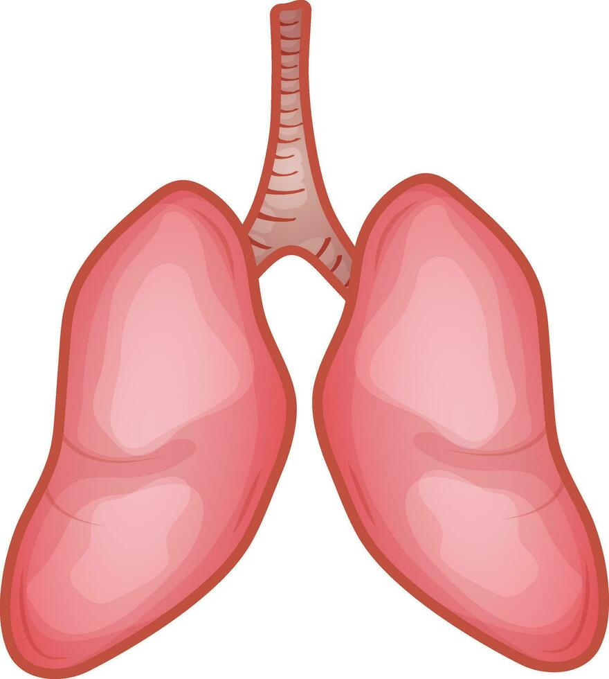 Human Lungs Anatomy Flat Vector. vector