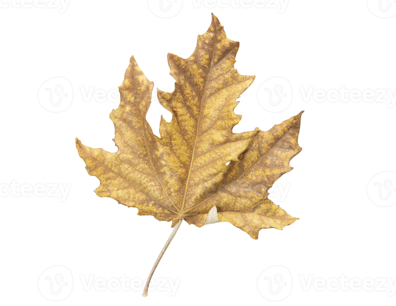 Autumn yellow-brown withered maple leaf on isolated background. Autumn. Design element. Copy space png