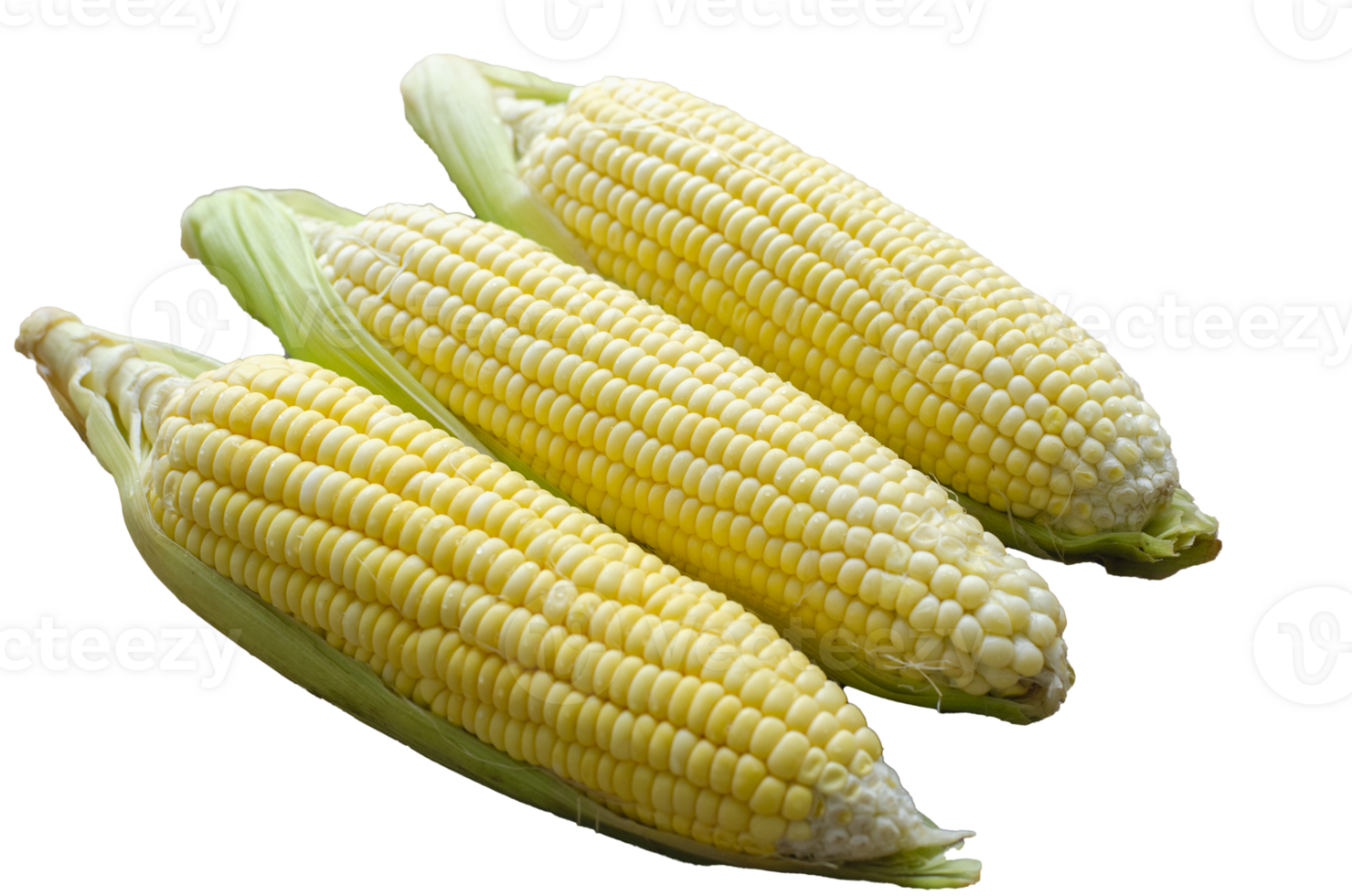 group corn on transparent background , side view and closeup png