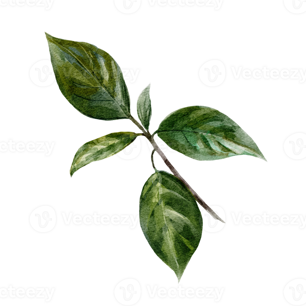 Watercolor illustration with branch png