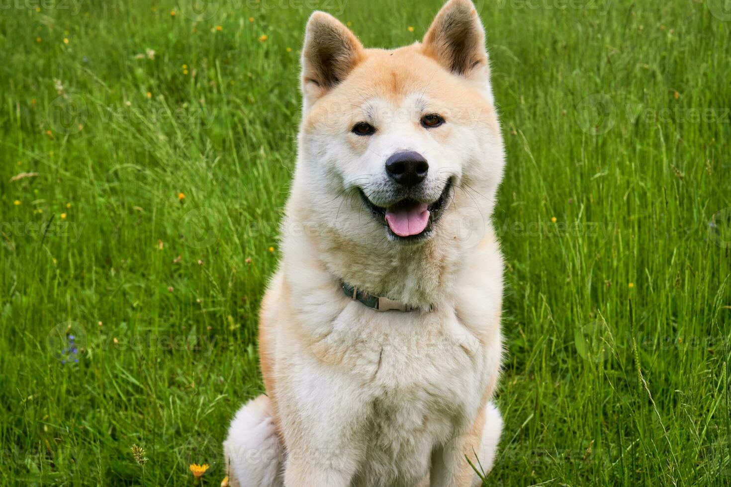 akita inu perro sentado abajo foto