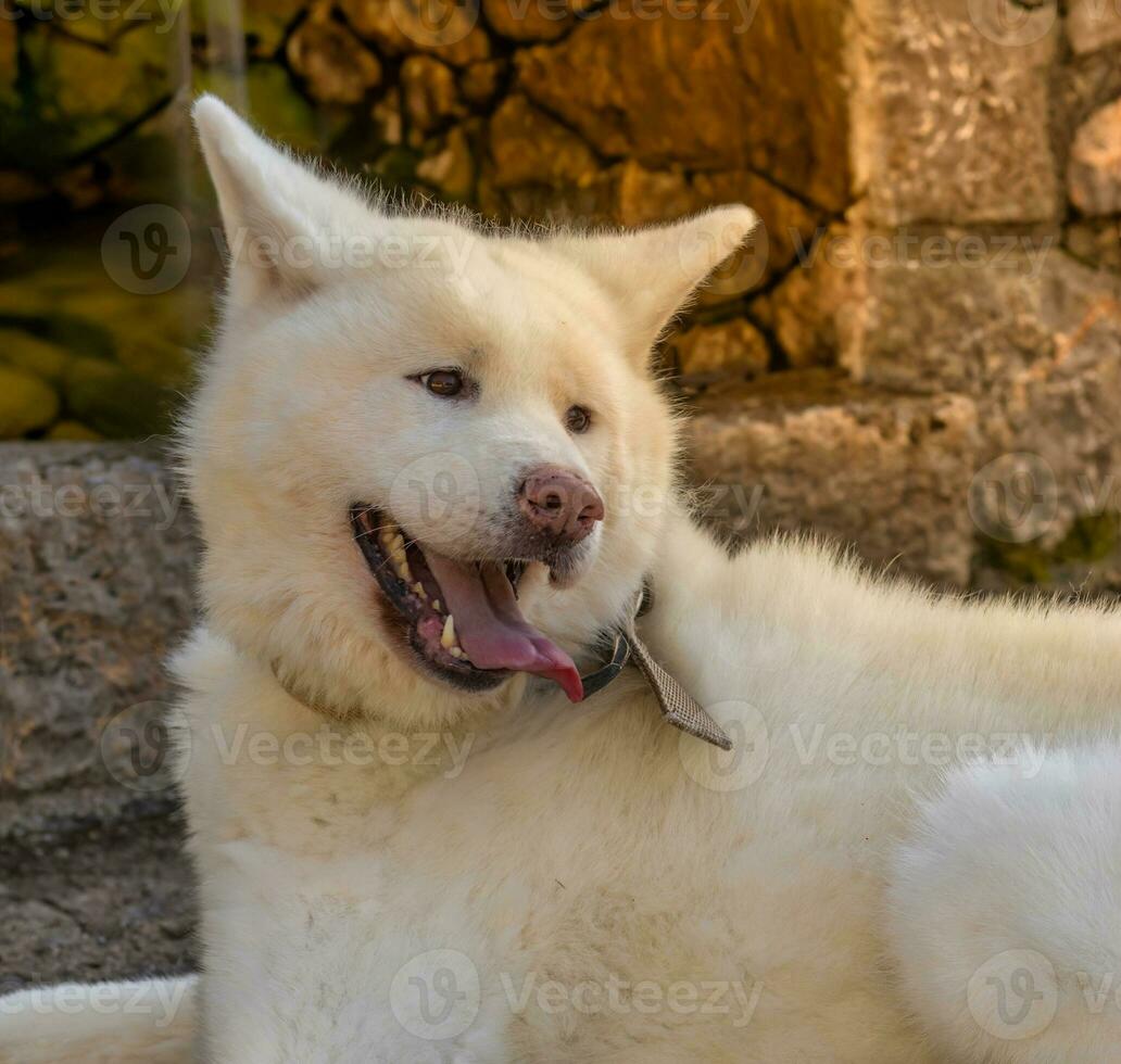 Cute Akita Inu Dog photo