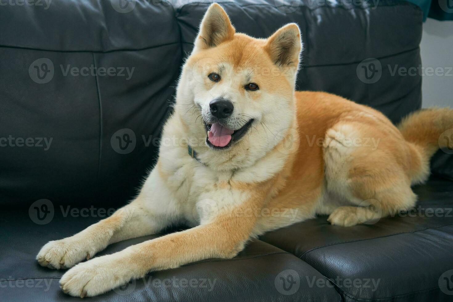 Akita Inu on a Sofa photo