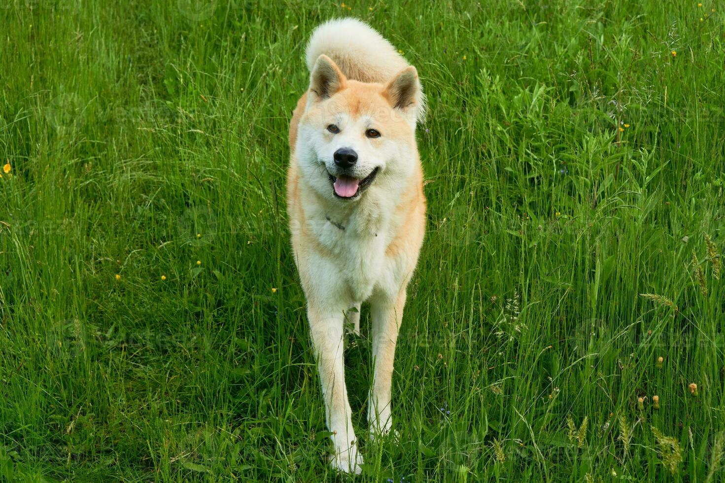 Adorable Akita Inu Posing photo