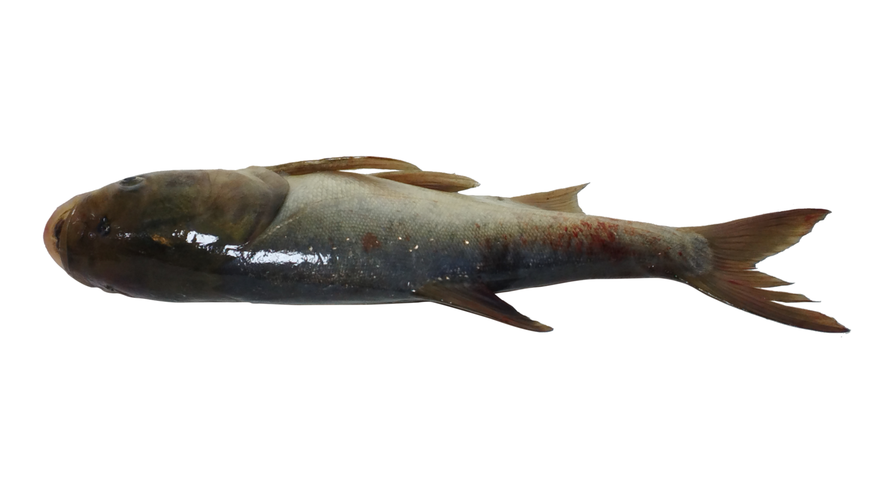 un' grande fresco pesce png