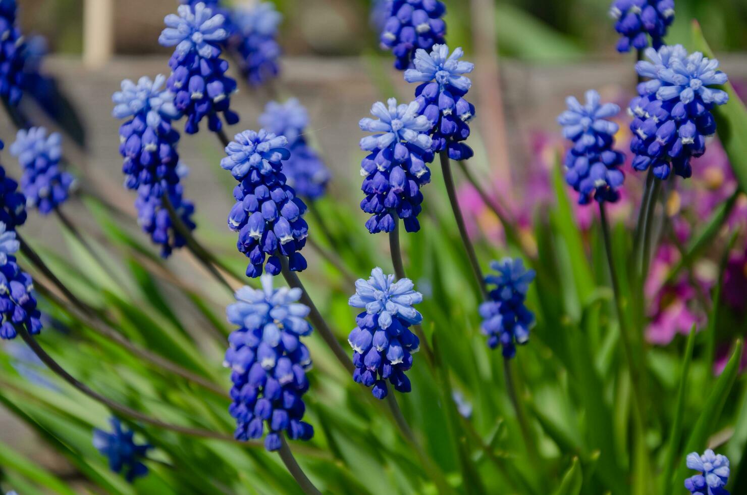 Spring muscari flowers in the garden, natural background photo
