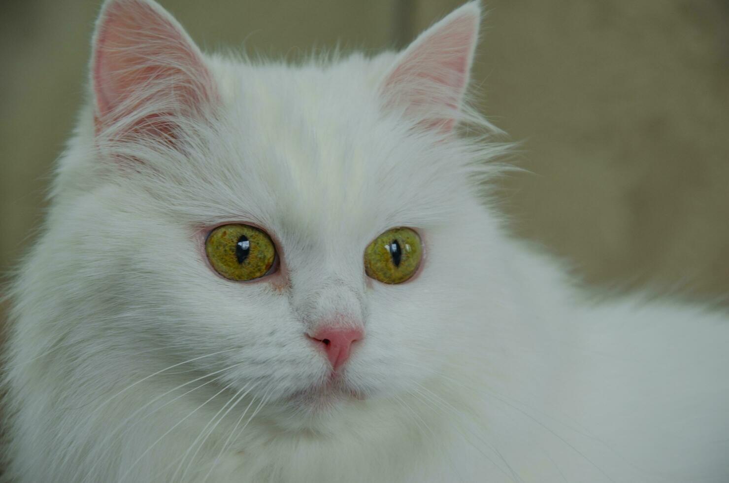retrato de un blanco gato con verde ojos foto