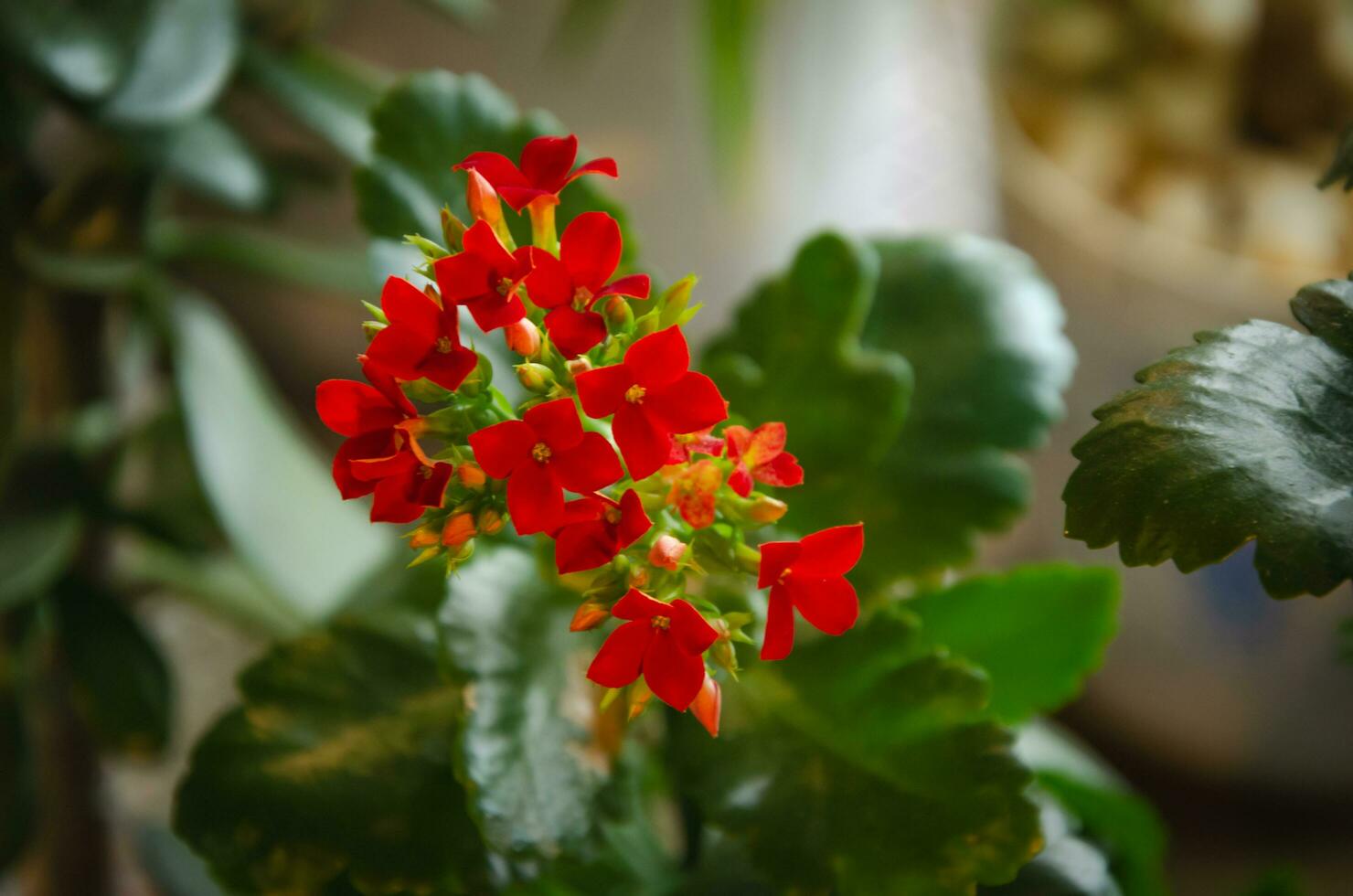 Kalanchoe flower blooms with red flowers on the windowsill photo