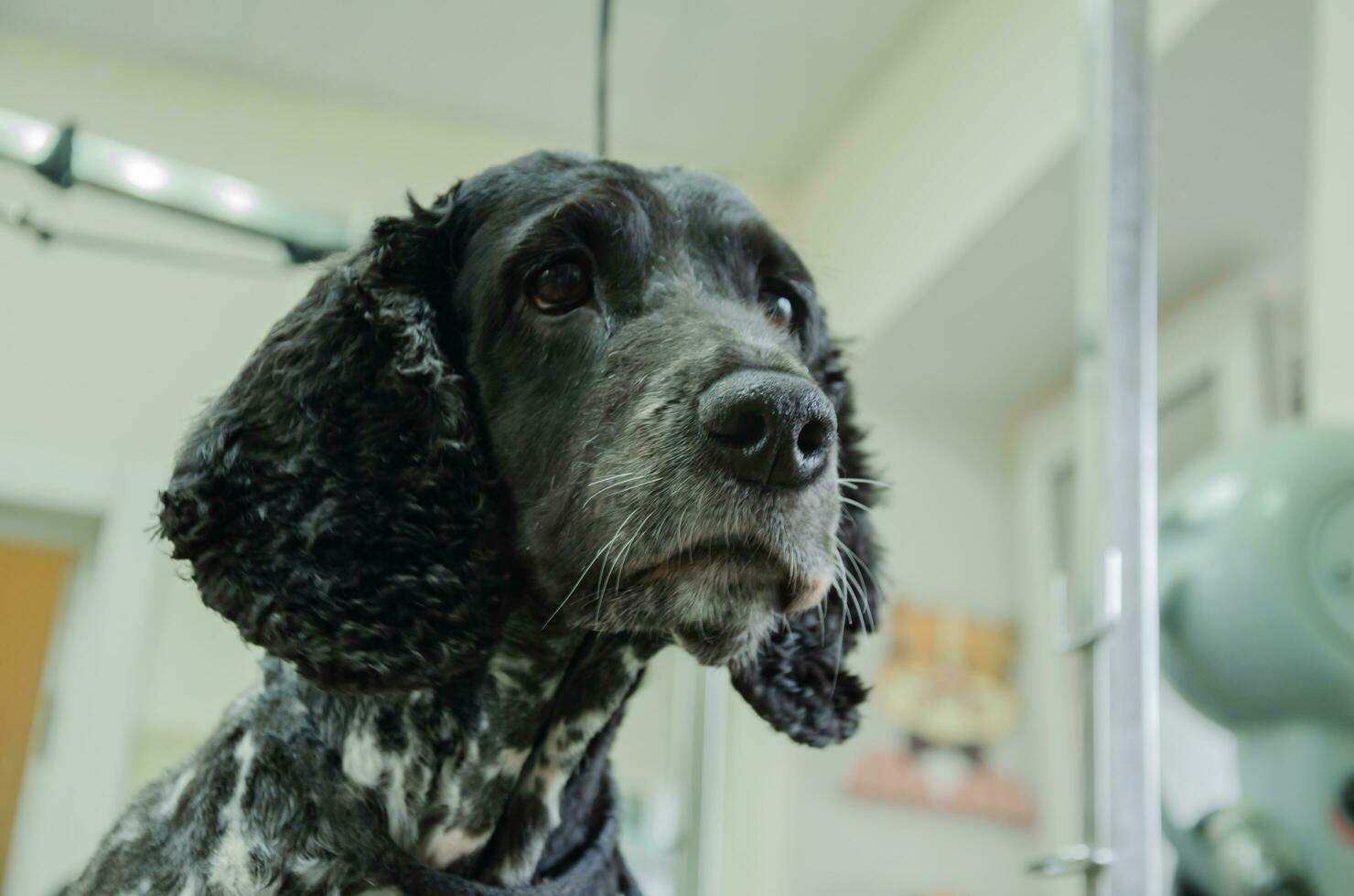 Portrait of a dog Cocker Spaniel after a haircut photo