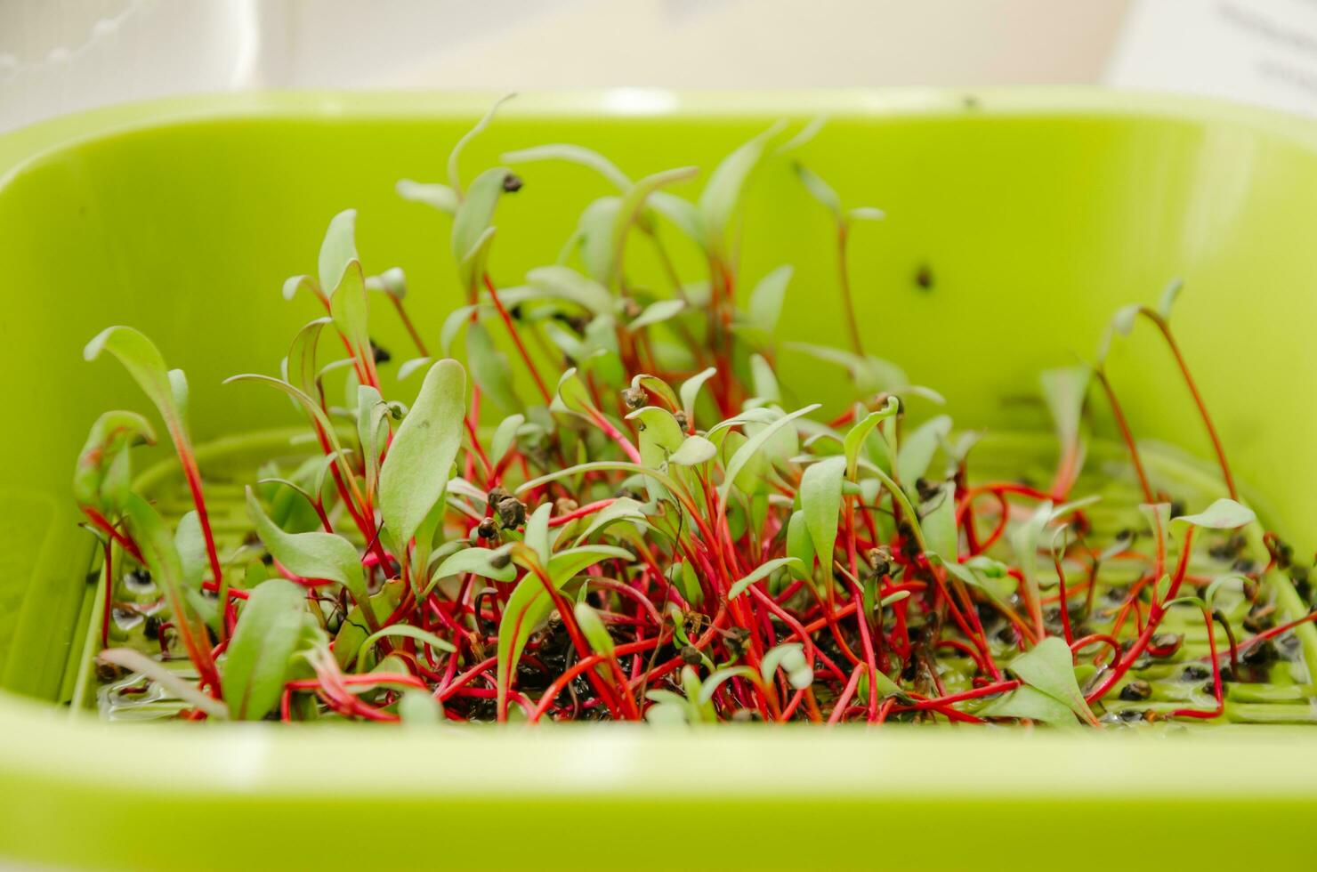 microgreens from light, beet sprouts for healthy nutrition photo