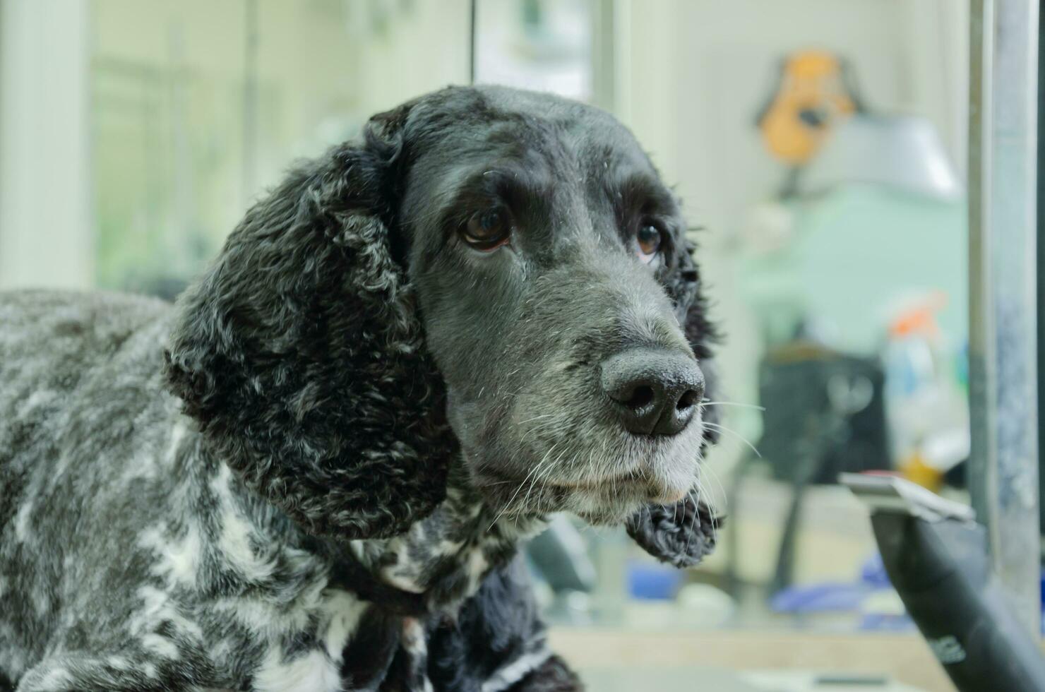 Portrait of a dog Cocker Spaniel after a haircut photo