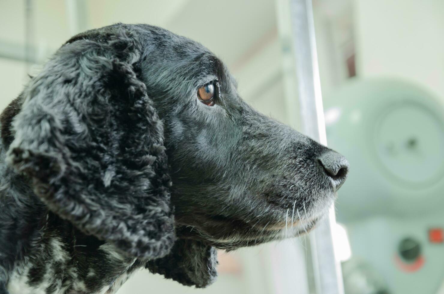 Portrait of a dog Cocker Spaniel after a haircut photo