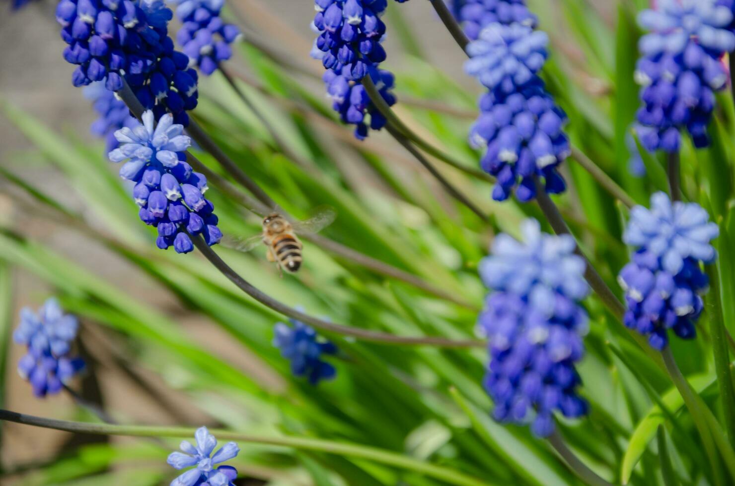 Spring muscari flowers in the garden, natural background photo