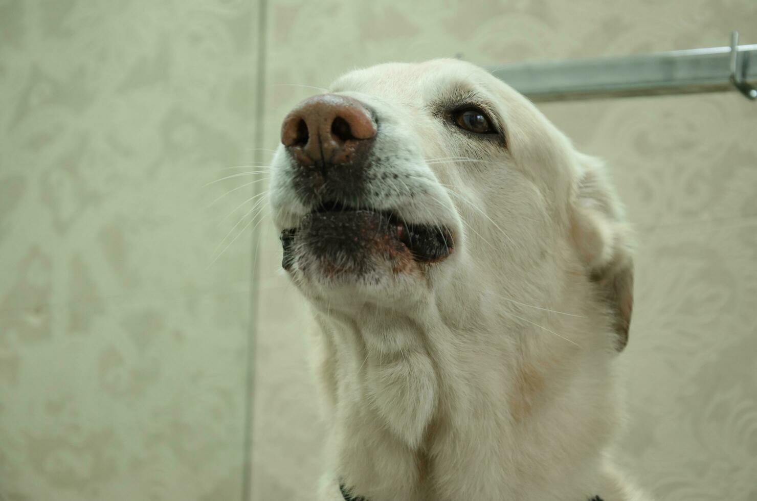 the muzzle of a white dog waiting for its owner. High quality photo