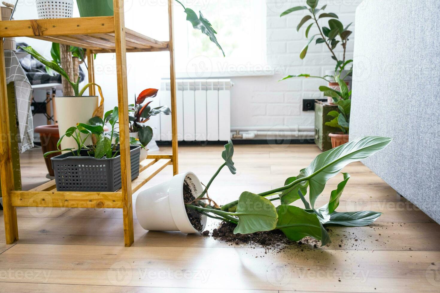 houseplant fell to the floor and the soil from the pot crumbled, garbage, dirt and mess due to the fall of the planters from the rack. Care and cleaning of shelves in the interior of a green house photo