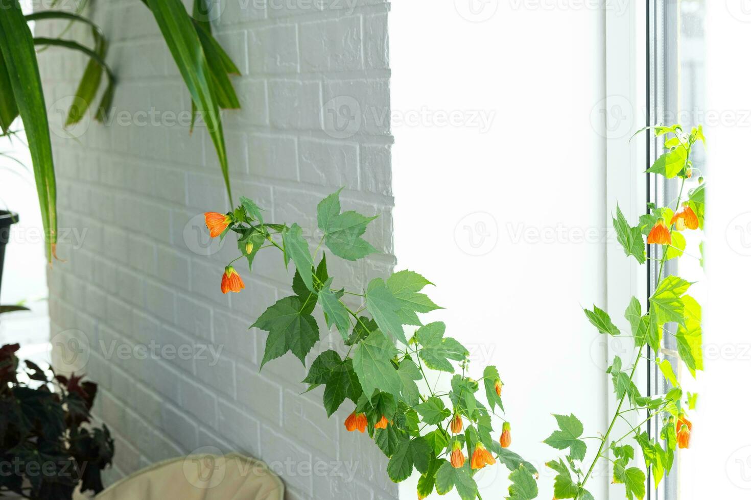 Flowering orange bell flower Abutilon close-up, a ropeberry from the Malvaceae family. Care and cultivation of domestic plants on the windowsill. photo