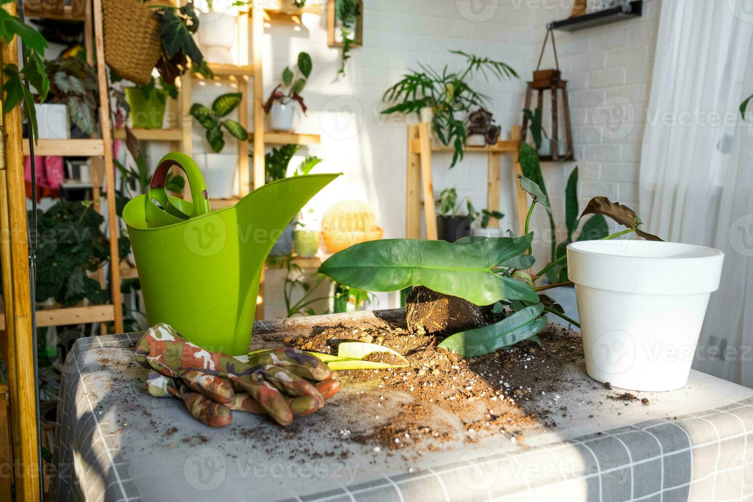 Repotting a home plant Philodendron Santa Leopoldina into new pot in home interior. Caring for a potted plant, earthen lump with roots photo