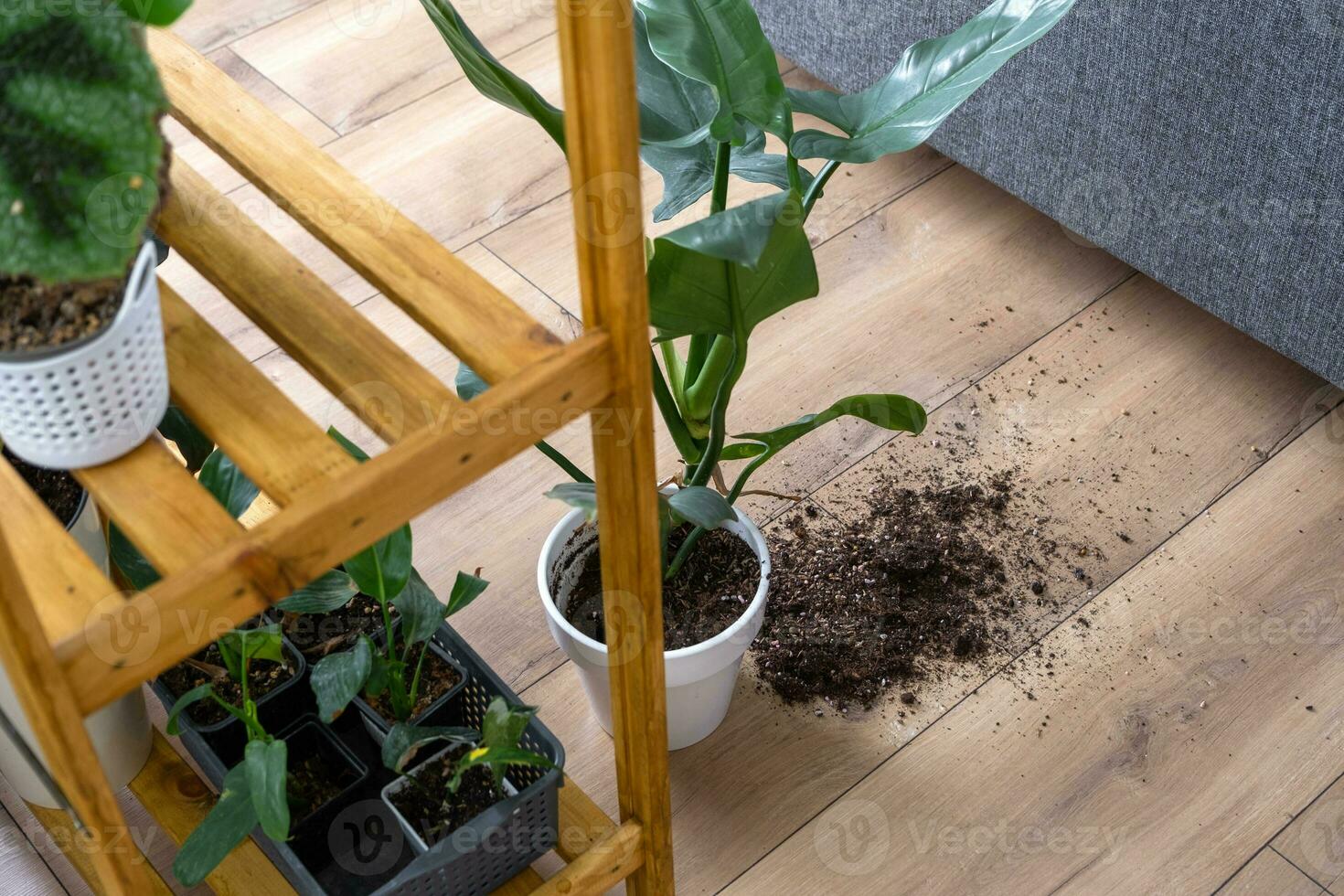 houseplant fell to the floor and the soil from the pot crumbled, garbage, dirt and mess due to the fall of the planters from the rack. Care and cleaning of shelves in the interior of a green house photo