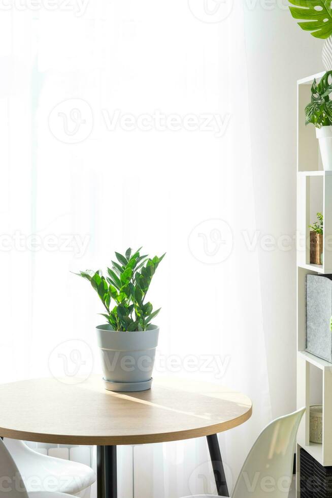 Zamioculcas close-up in the interior on a table in a planter on a white background of a window with a curtain. Houseplant Growing and caring for indoor plant, green home. Minimalism photo