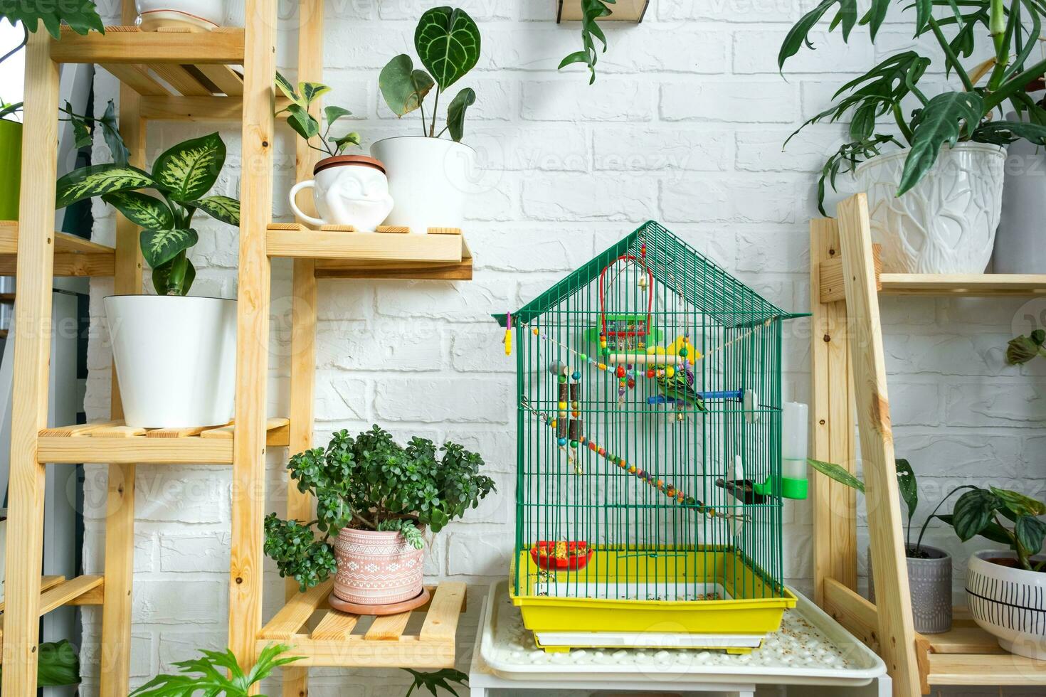 A cage with a budgie stands in a living corner of the house among shelving with a group of indoor plants in the interior. Houseplant Growing and caring for indoor plant, green home photo