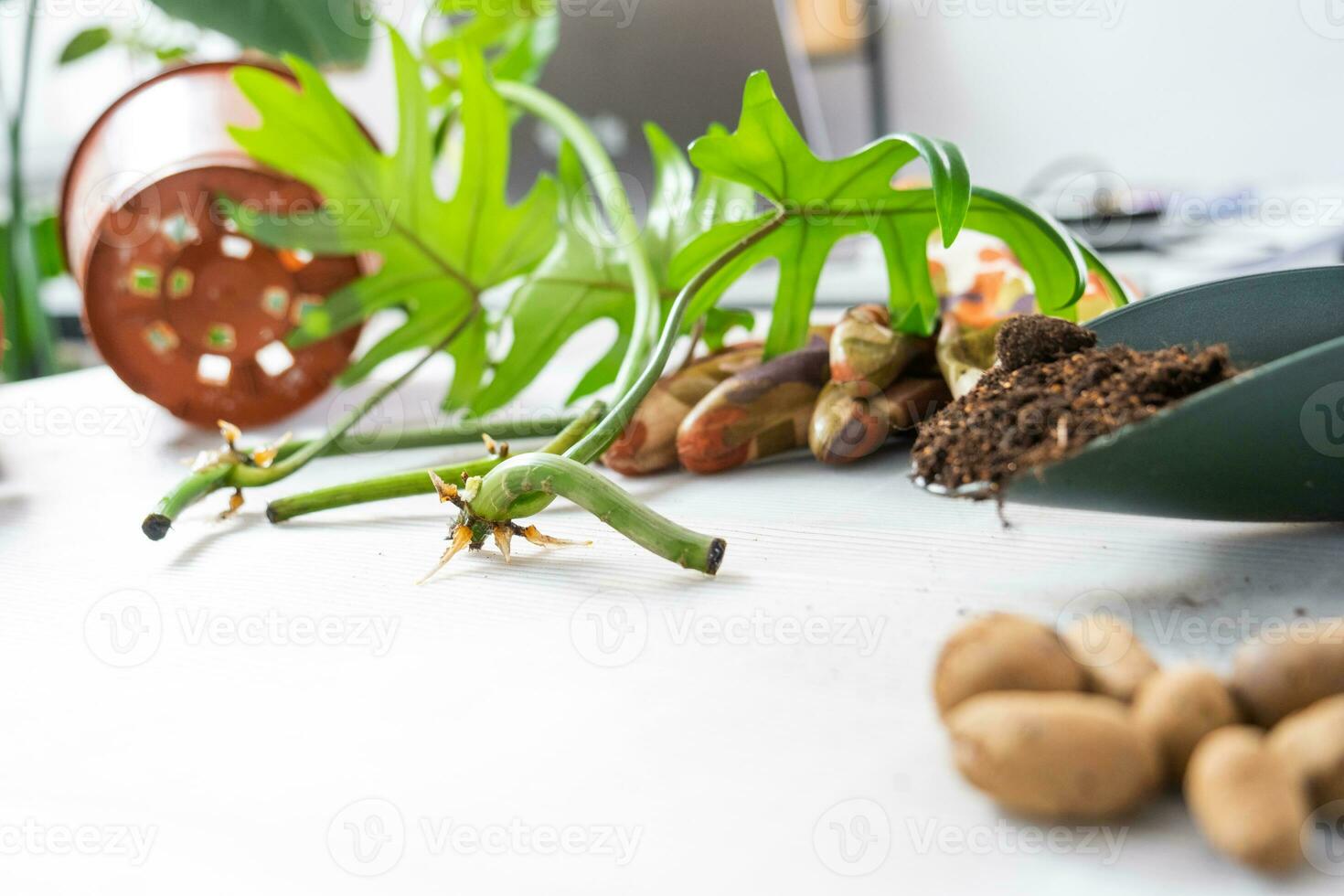 Layout on the table of a philodendron sprout with roots and equipment for planting domestic plants. photo