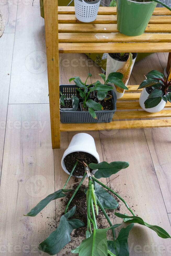 houseplant fell to the floor and the soil from the pot crumbled, garbage, dirt and mess due to the fall of the planters from the rack. Care and cleaning of shelves in the interior of a green house photo