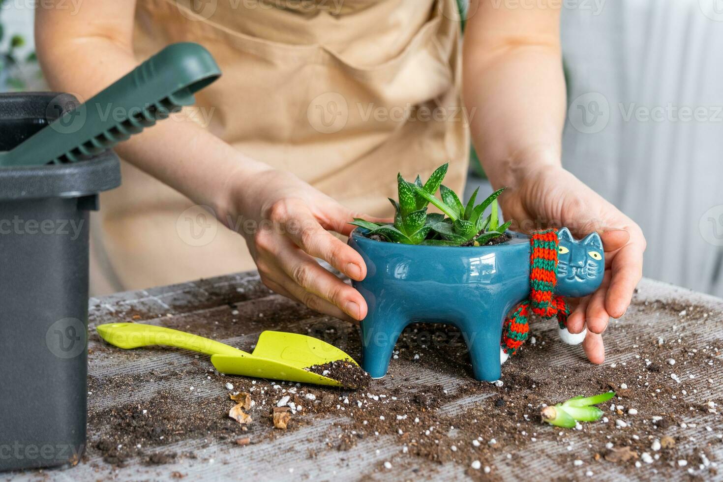 trasplante un hogar planta suculento haworthia dentro nuevo maceta en forma de gato. cuidando para un en conserva planta, manos de un mujer en un delantal a hogar en el interior. foto