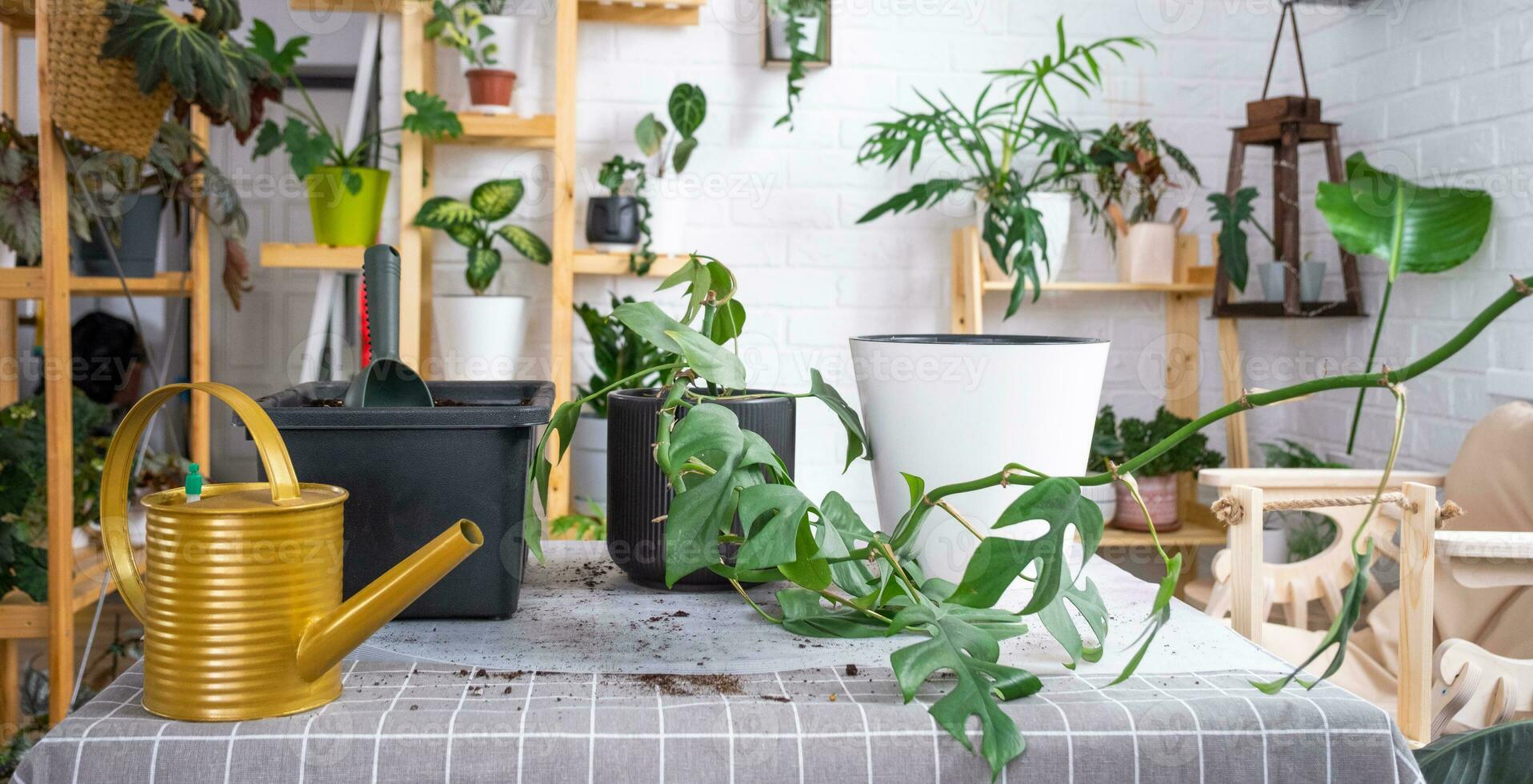 Repotting a home plant Philodendron into new pot in home interior. Caring for a potted plant, earthen lump with roots, layout of garden equipment on the table. photo