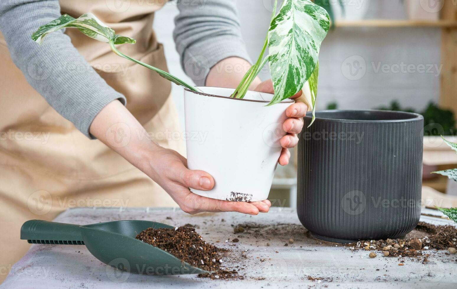 Repotting home plant monstera alba variegatny with a lump of roots into new bigger pot. Caring for potted plant, hands of woman in apron, mock up photo