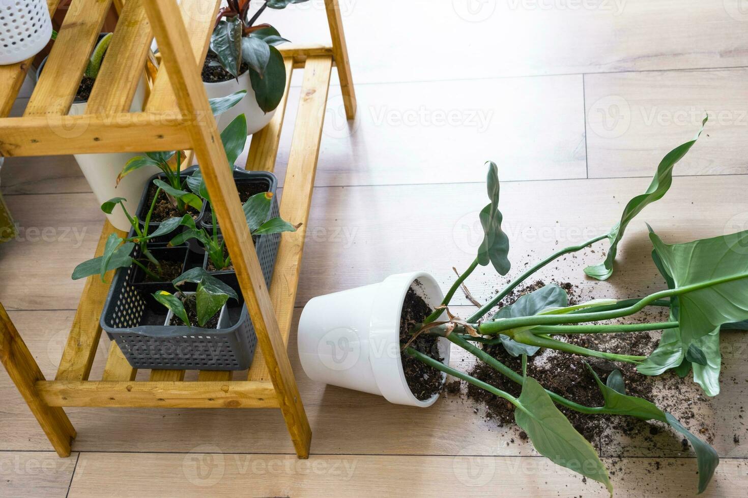 houseplant fell to the floor and the soil from the pot crumbled, garbage, dirt and mess due to the fall of the planters from the rack. Care and cleaning of shelves in the interior of a green house photo