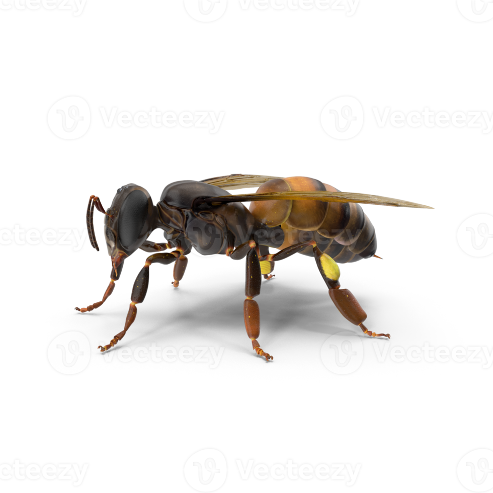 big drone bee or male honey bee png