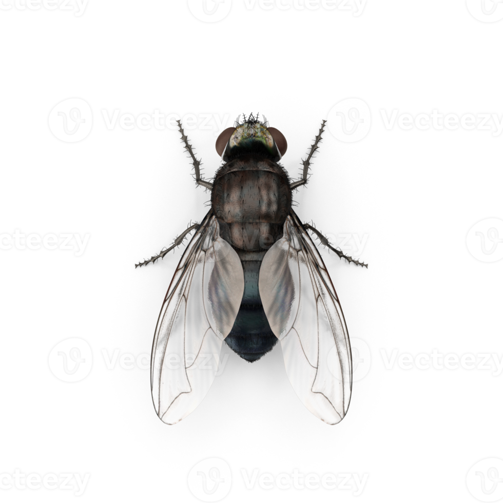 Fly insect isolated png