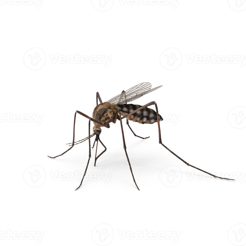 Aedes aegypti Mosquito png